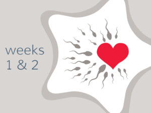 Weeks 1 & 2