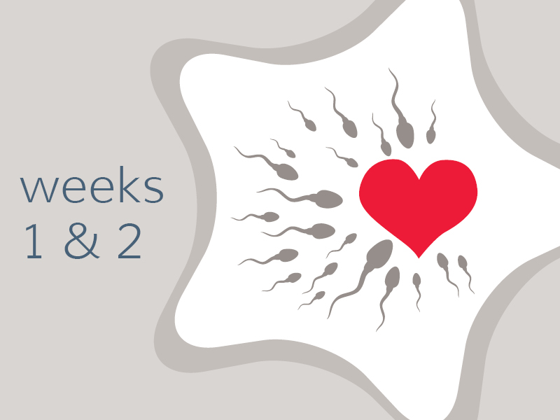 Weeks 1 & 2