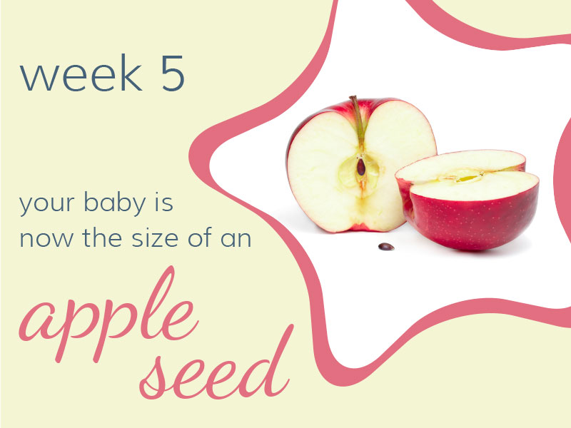 Week 5
